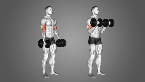 Dumbbell Bicep Curls